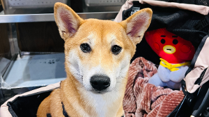 Lost Pet: Lexi