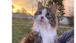 Lost Pet: Rooster