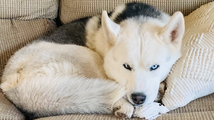 Lost Pet: Loki