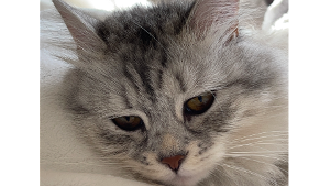 Lost Pet: Kiwi