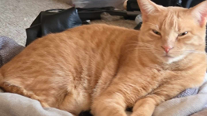 Lost Pet: Twiggy