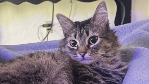 Lost Pet: Kitty kitty
