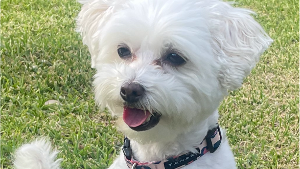 Lost Pet: Luna-Wu