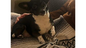 Lost Pet: Dolly Hopkins