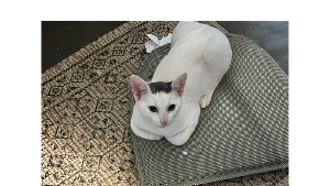 Lost Pet: Spike