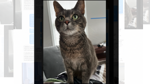 Lost Pet: Niko
