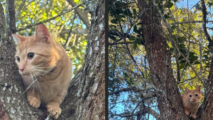 Lost Pet: Oliver