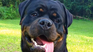 Lost Pet: Cali Kelly