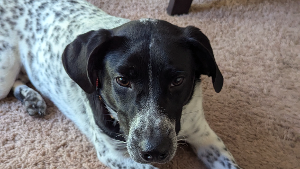 Lost Pet: Bernie