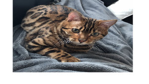 Lost Pet: Keanu