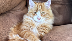 Lost Pet: Banquet