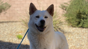 Lost Pet: Mei
