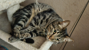 Lost Pet: Daisy June
