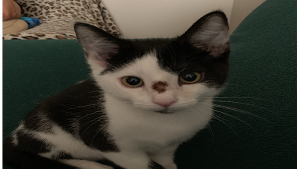 Lost Pet: Turbo