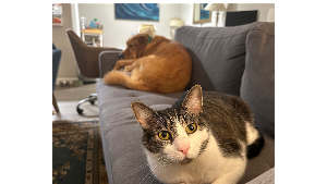 Lost Pet: *BILL KITTEN