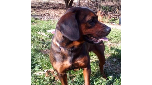Lost Pet: Skye