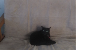 Lost Pet: Abby