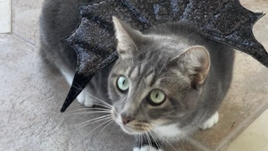 Lost Pet: Tilt