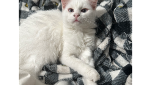 Lost Pet: Loki