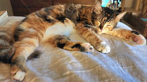 Lost Pet: Aya