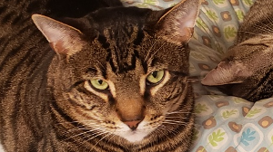 Lost Pet: Howie