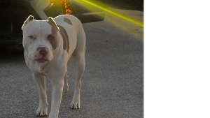 Lost Pet: Astro
