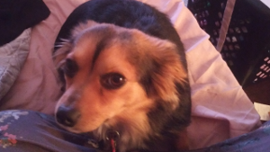 Lost Pet: Corona