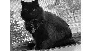 Lost Pet: Luna
