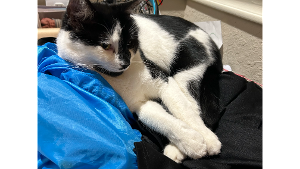 Lost Pet: LILY