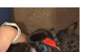 Lost Pet: Dexter