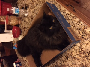 Lost Pet: Fluffy