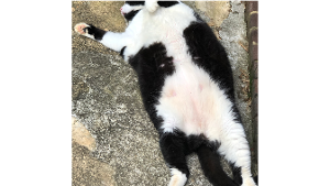 Lost Pet: Trouble