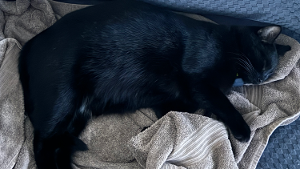 Lost Pet: Drumstick