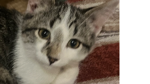Lost Pet: Proximus