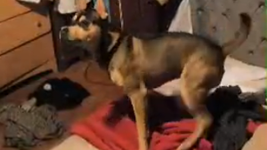 Lost Pet: Hank