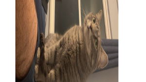 Lost Pet: Goomba