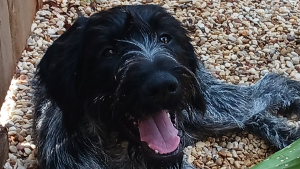 Lost Pet: Claude