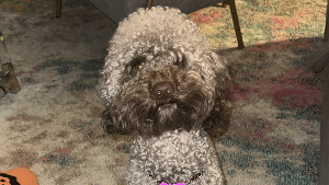 Lost Pet: Kobe Cocoa Bean