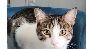 Lost Pet: SPIKE