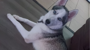 Lost Pet: Casper