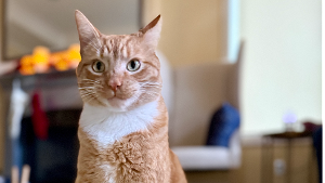Lost Pet: Sox