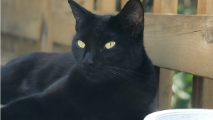 Lost Pet: Sabrina (Brina)