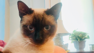 Lost Pet: Sable