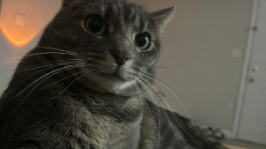 Lost Pet: Julius