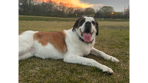 Lost Pet: Kaia