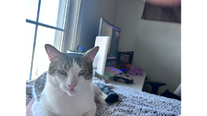 Lost Pet: Spots