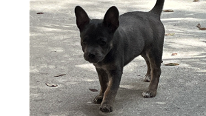 Lost Pet: Max