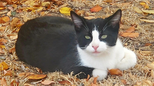 Lost Pet: Indiana