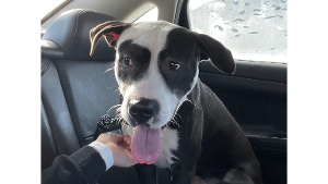 Lost Pet: Petey