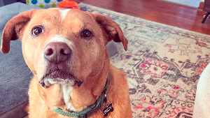 Lost Pet: Indy
